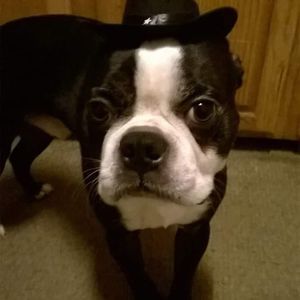 Meet your Posher, Dean-amanda